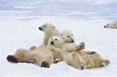 Poster - Polar bear play time Enmarcado de laminas
